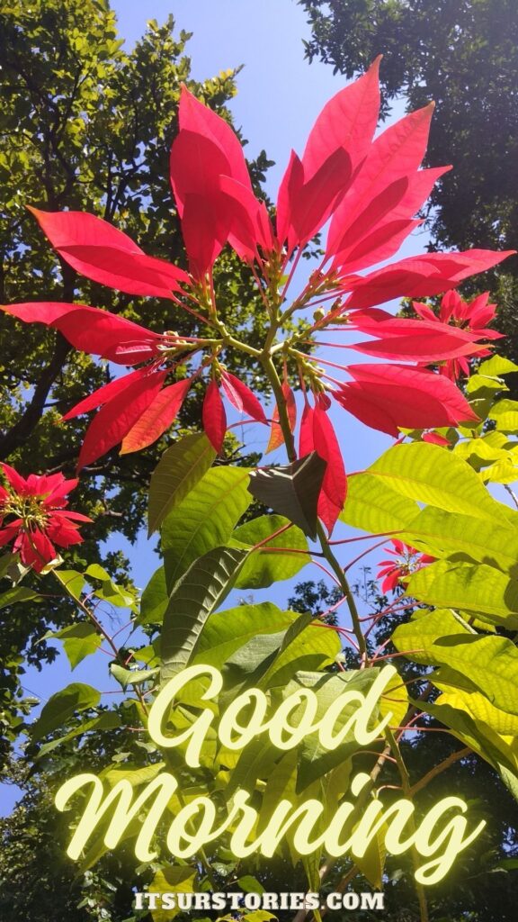 Photo of plant with red leaf