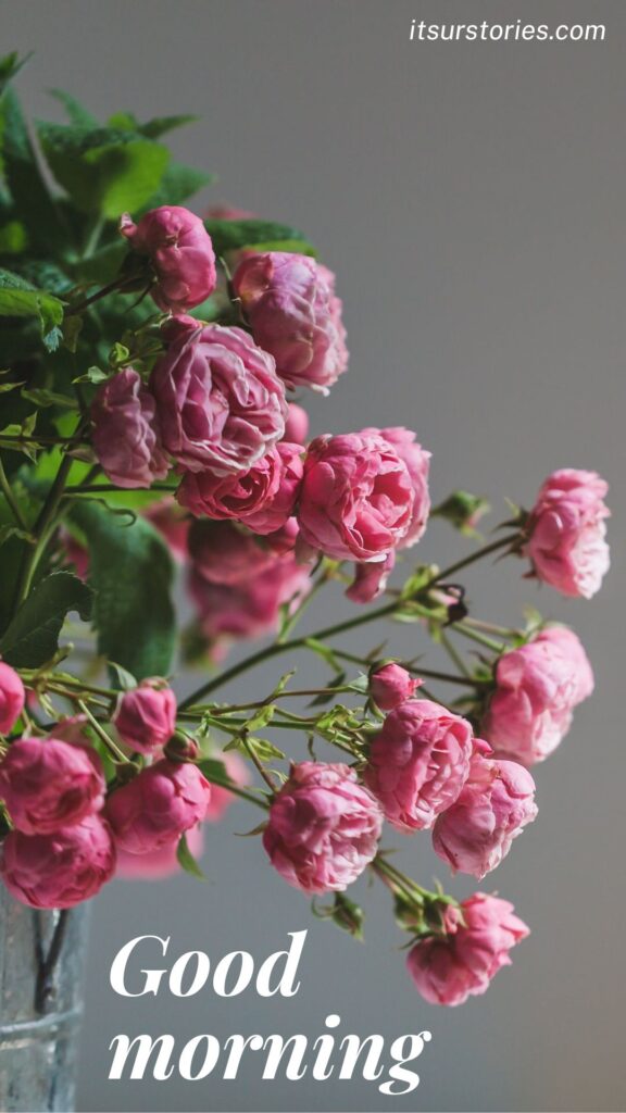 Photo of pink roses