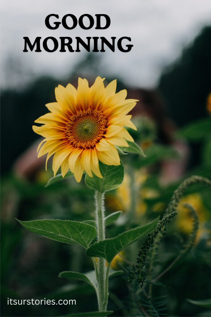 photo of sunflower