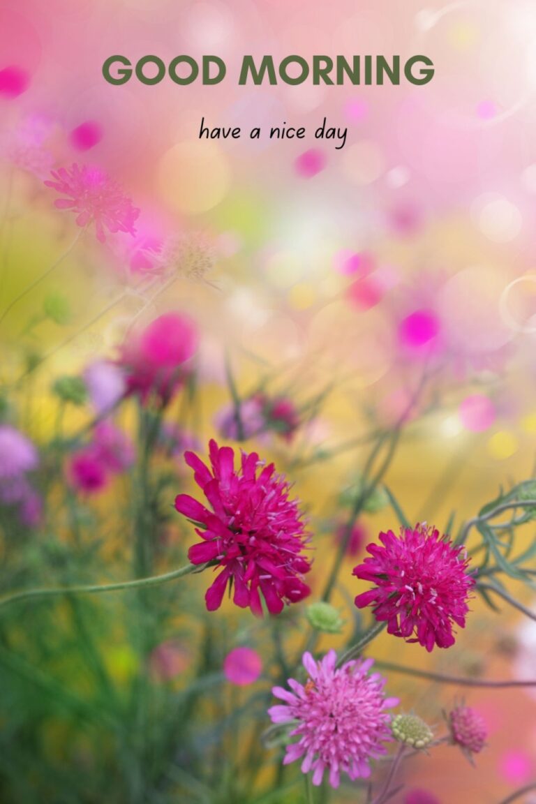 50 Beautiful Good Morning Images with Have a Nice Day Message - ITS UR ...