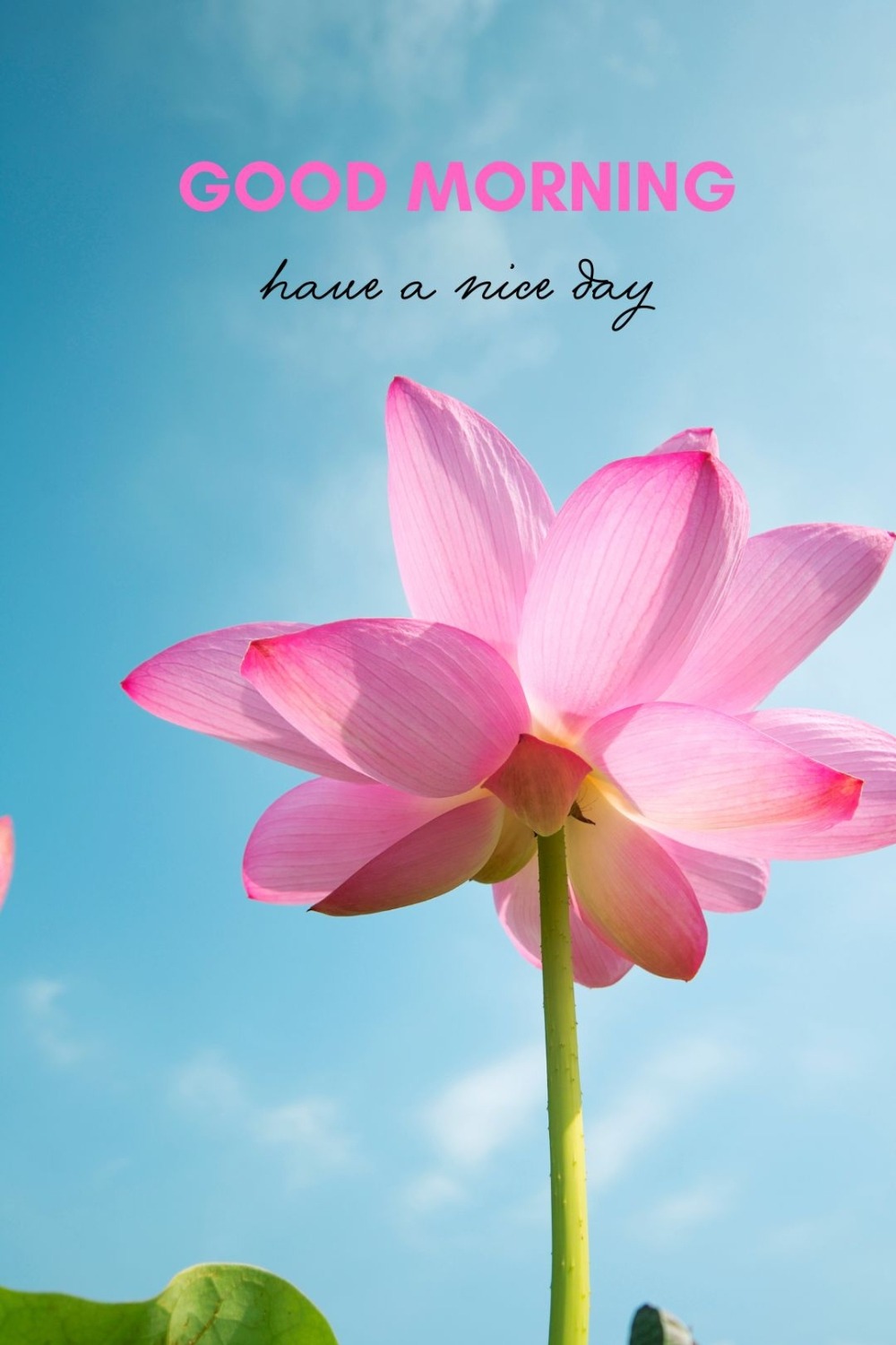 50 Beautiful Good Morning Images with Have a Nice Day Message - ITS UR ...