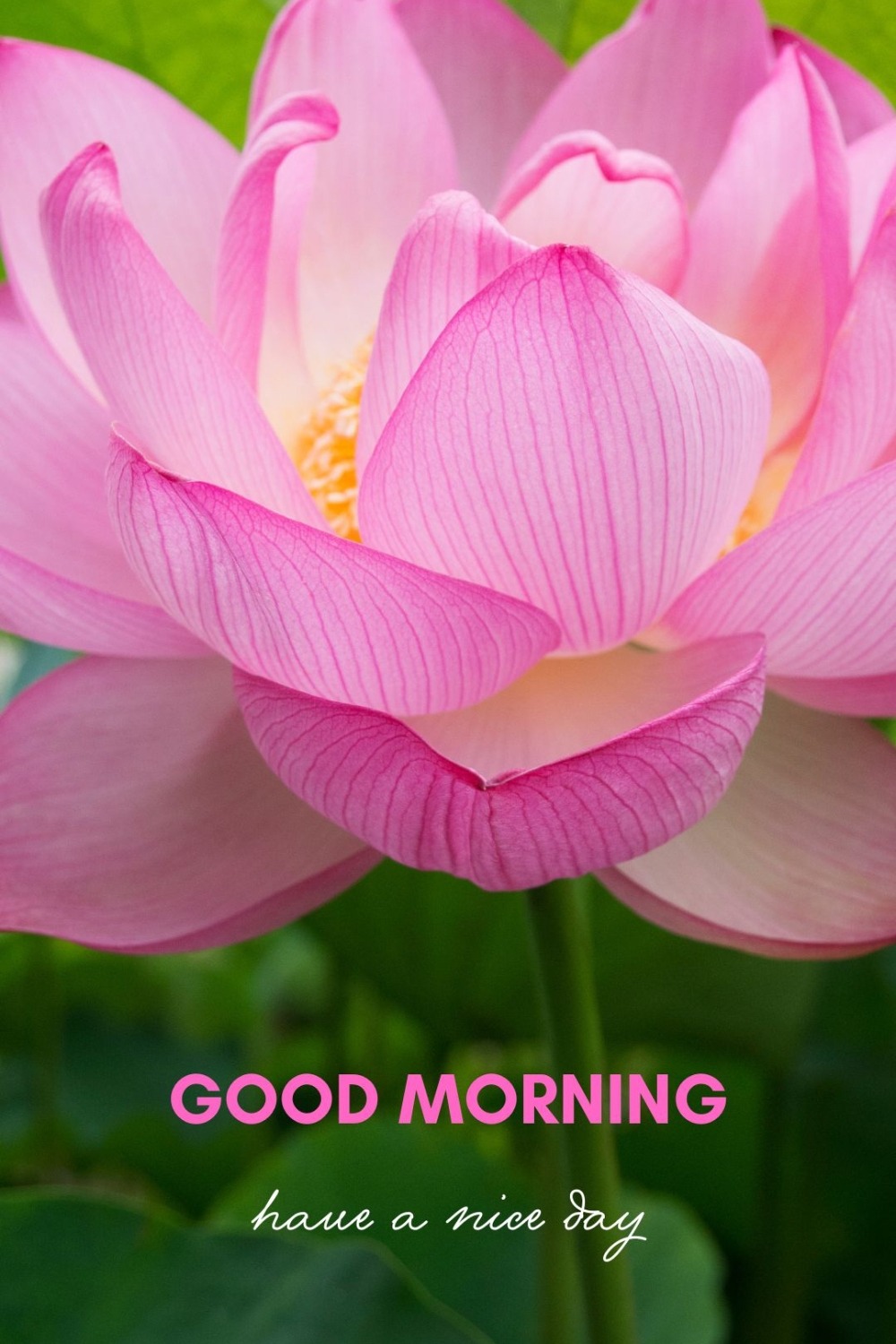 50 Beautiful Good Morning Images with Have a Nice Day Message - ITS UR ...