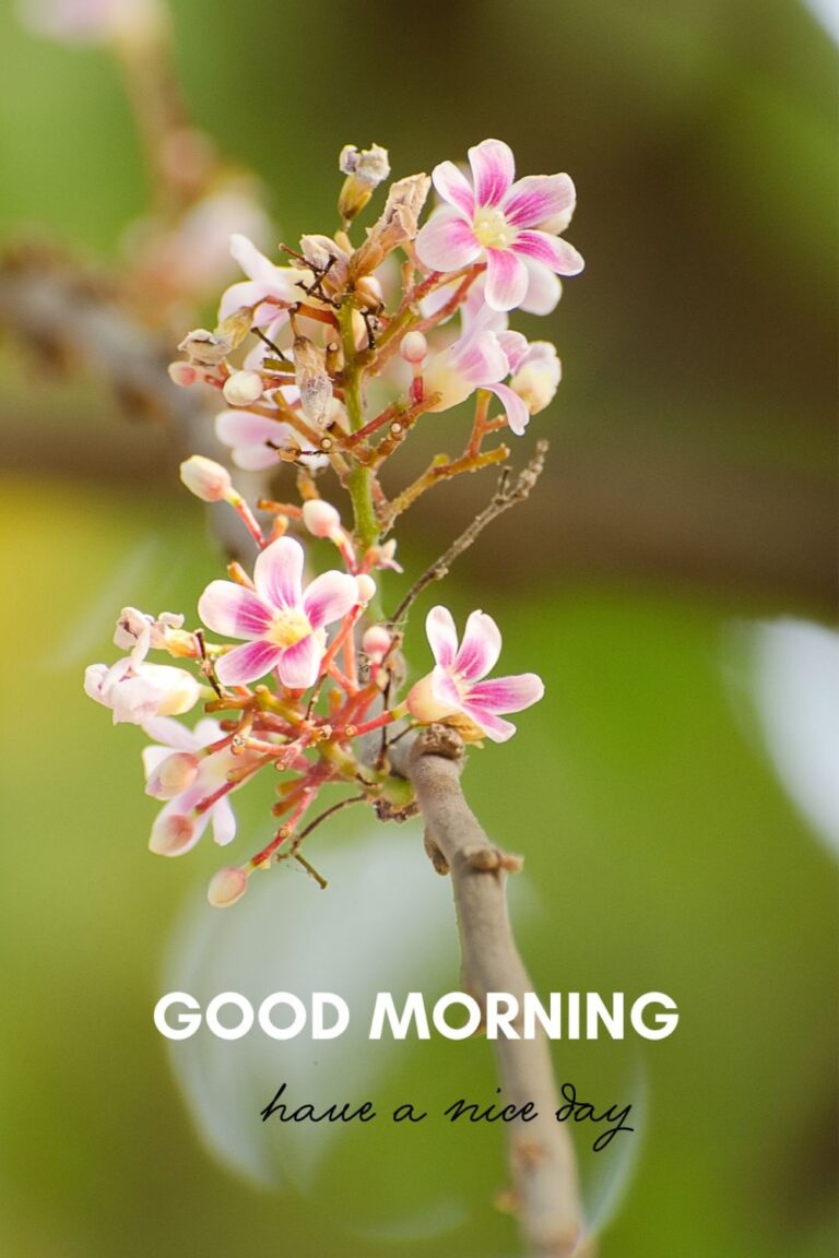50 Beautiful Good Morning Images with Have a Nice Day Message - ITS UR ...