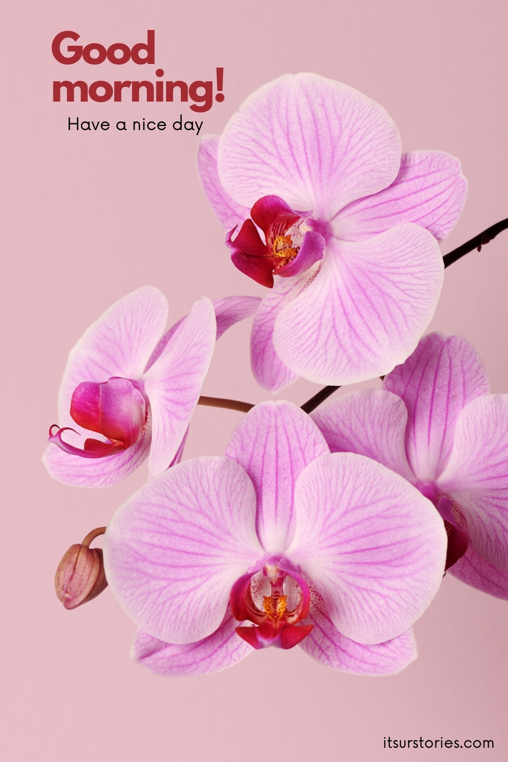 50 Beautiful Good Morning Images with Have a Nice Day Message - ITS UR ...