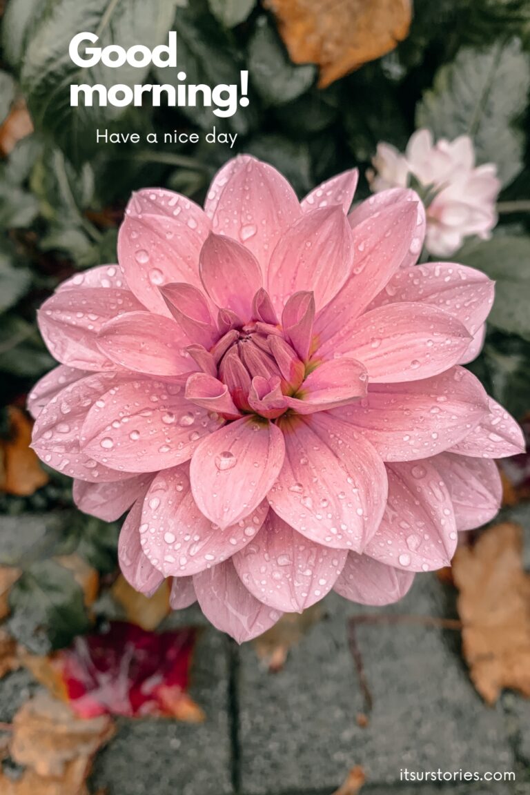50 Beautiful Good Morning Images with Have a Nice Day Message - ITS UR ...