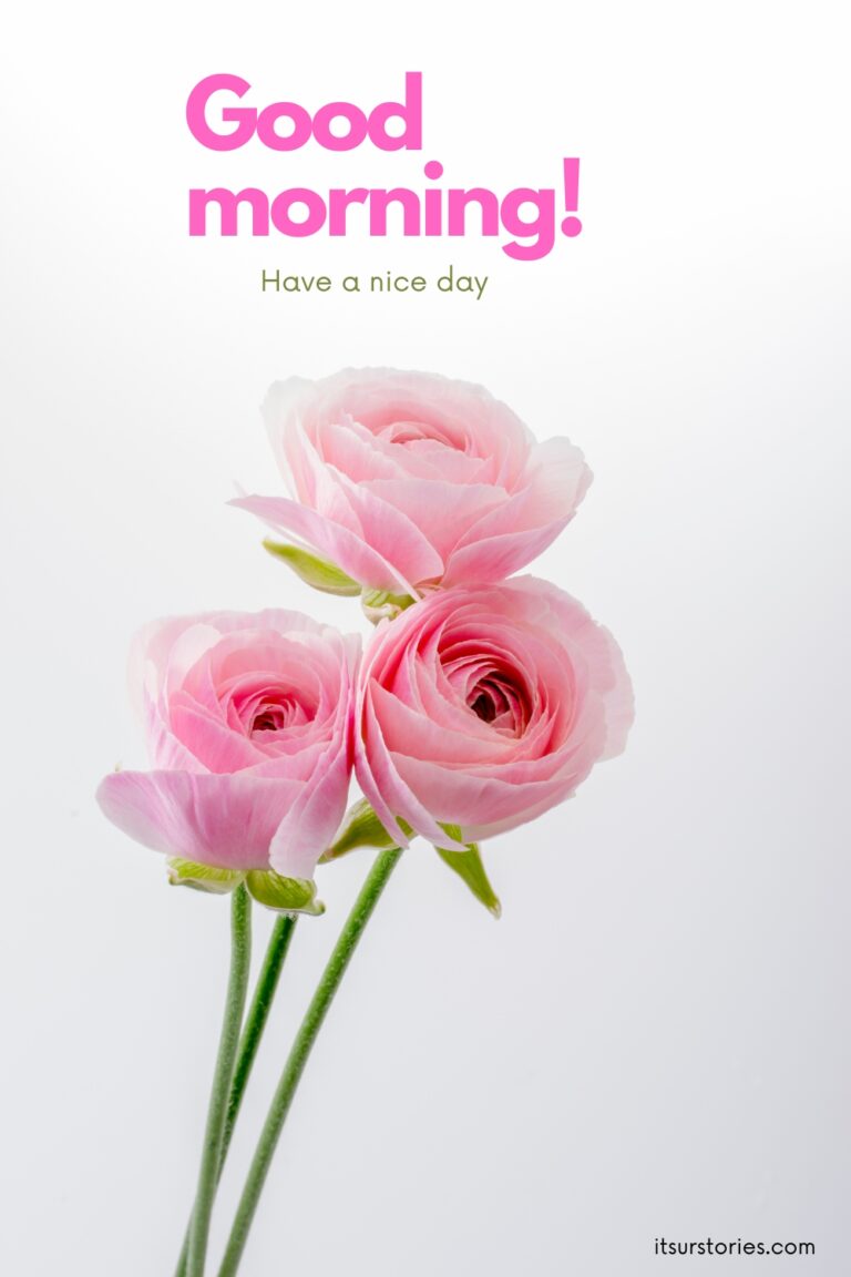 50 Beautiful Good Morning Images with Have a Nice Day Message - ITS UR ...