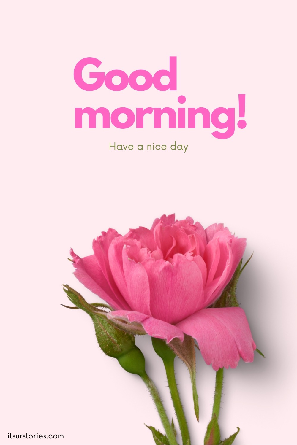 50 Beautiful Good Morning Images with Have a Nice Day Message - ITS UR ...