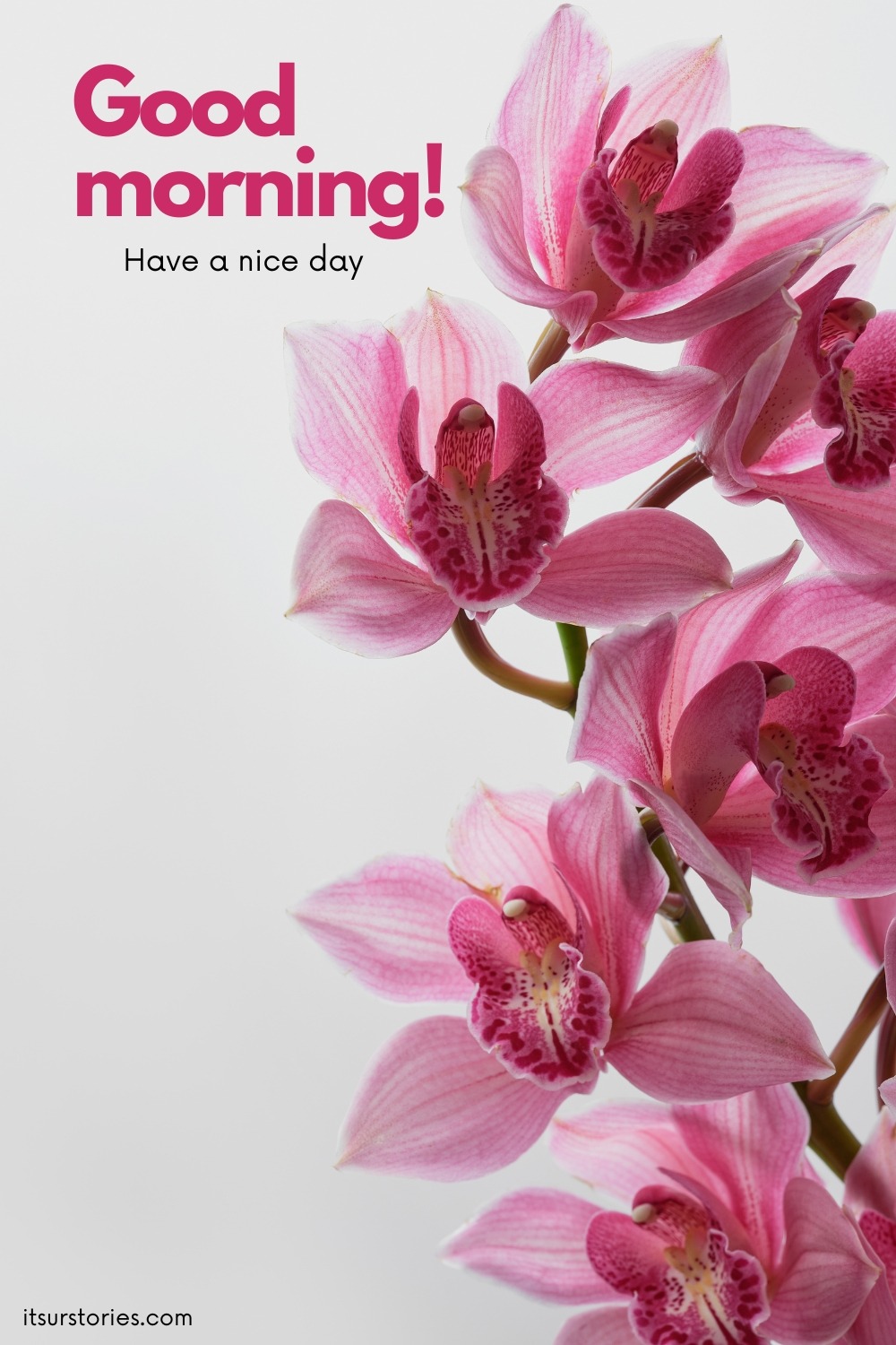 50 Beautiful Good Morning Images with Have a Nice Day Message - ITS UR ...