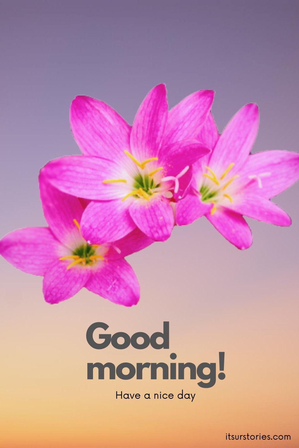 50 Beautiful Good Morning Images with Have a Nice Day Message - ITS UR ...